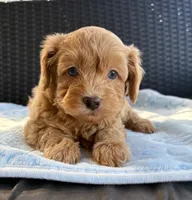 Ollie, a male Miniature Aussiedoodle for sale in Horseshoe Bay, TX – 1 of 6