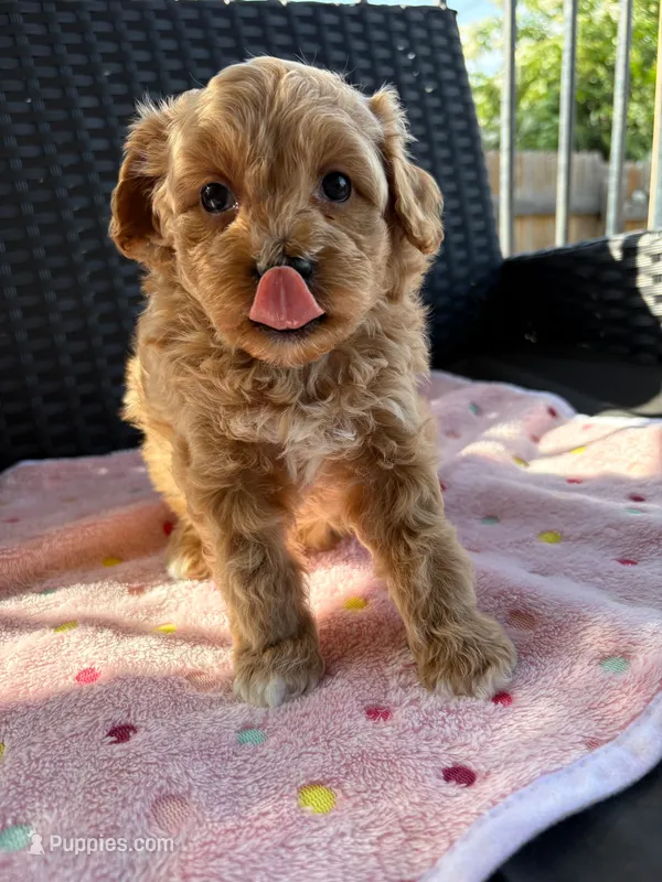 Lucy  – Miniature Aussiedoodle puppy on hold in Horseshoe Bay, TX