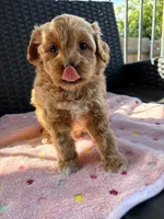 Lucy , a female Miniature Aussiedoodle for sale in Horseshoe Bay, TX – 1 of 5