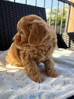 Ollie, a male Miniature Aussiedoodle for sale in Horseshoe Bay, TX – 4 of 6