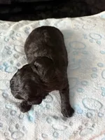 Wemby , a male Miniature Aussiedoodle for sale in Horseshoe Bay, TX – 3 of 7