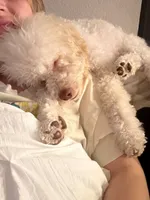 Champ, a male Cockapoo for sale in Horseshoe Bay, TX – 3 of 4