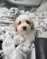 processed/3f192e51-9fcd-45b5-84da-fa2ad04a1af5/listing/4a2c3e73-8888-4237-a26c-636f80392abc/15452a13-f7af-4b89-a010-c6acd90aef60