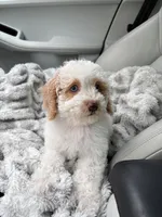 processed/3f192e51-9fcd-45b5-84da-fa2ad04a1af5/listing/4a2c3e73-8888-4237-a26c-636f80392abc/9c5755d7-ca45-423f-8217-39809042acfa