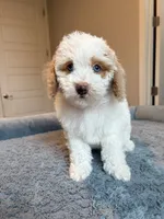 processed/3f192e51-9fcd-45b5-84da-fa2ad04a1af5/listing/4a2c3e73-8888-4237-a26c-636f80392abc/daa456ee-1579-46b3-9fbb-deb6b13bbcc1