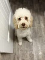 Champ, a male Cockapoo for sale in Horseshoe Bay, TX – 4 of 4