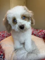 Ellie, a female Cockapoo for sale in Horseshoe Bay, TX – Photo 2 of 9