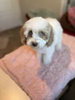 Ellie, a female Cockapoo for sale in Horseshoe Bay, TX – Photo 1 of 9