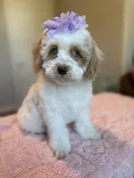 Ellie, a female Cockapoo for sale in Horseshoe Bay, TX – Photo 8 of 9