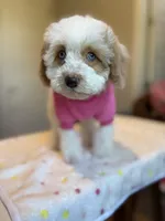 Ellie, a female Cockapoo for sale in Horseshoe Bay, TX – Photo 4 of 9