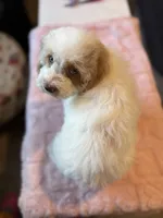 Ellie, a female Cockapoo for sale in Horseshoe Bay, TX – Photo 5 of 9