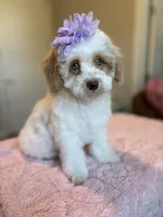 Ellie, a female Cockapoo for sale in Horseshoe Bay, TX – Photo 9 of 9