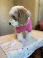 Ellie, a female Cockapoo for sale in Horseshoe Bay, TX – Photo 6 of 9