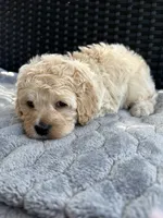Gemma, a female Cockapoo for sale in Horseshoe Bay, TX – 4 of 6