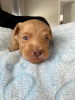 Ollie , a male Miniature Aussiedoodle for sale in Horseshoe Bay, TX – 6 of 7