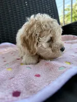 Gemma, a female Cockapoo for sale in Horseshoe Bay, TX – 5 of 6