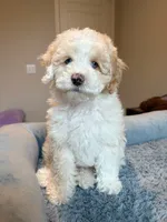 processed/3f192e51-9fcd-45b5-84da-fa2ad04a1af5/listing/6b3c94c7-a16b-4b37-aa85-266fe2ce6997/179a106c-ae07-4d4f-8531-9d3bf8cbfa4d