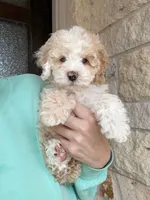 processed/3f192e51-9fcd-45b5-84da-fa2ad04a1af5/listing/6b3c94c7-a16b-4b37-aa85-266fe2ce6997/2bde44f5-3d6a-4b77-a926-366d0ecc5875