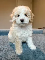 processed/3f192e51-9fcd-45b5-84da-fa2ad04a1af5/listing/6b3c94c7-a16b-4b37-aa85-266fe2ce6997/7e9a2371-b1ee-4523-898a-61438a5a44df