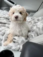 processed/3f192e51-9fcd-45b5-84da-fa2ad04a1af5/listing/6b3c94c7-a16b-4b37-aa85-266fe2ce6997/f8392ac5-17e3-4150-81ba-2da86a907403