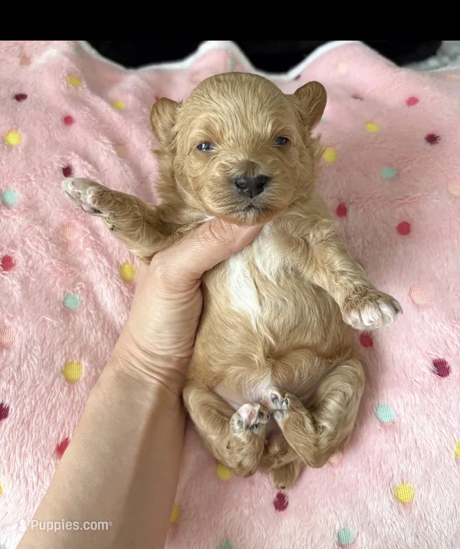 Lucy – Miniature Aussiedoodle puppy for sale in Horseshoe Bay, TX