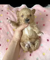 Lucy, a female Miniature Aussiedoodle for sale in Horseshoe Bay, TX – 1 of 7