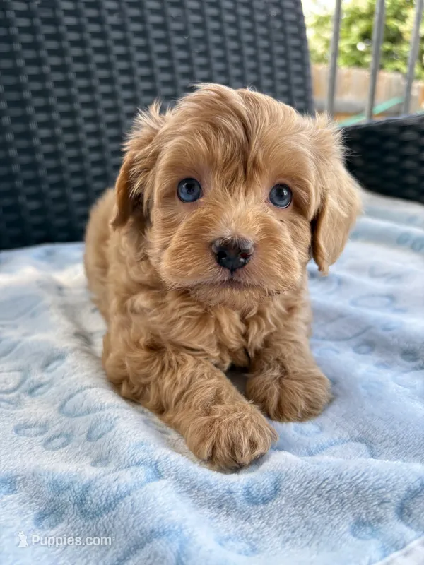 Ollie – Miniature Aussiedoodle puppy for sale in Horseshoe Bay, TX