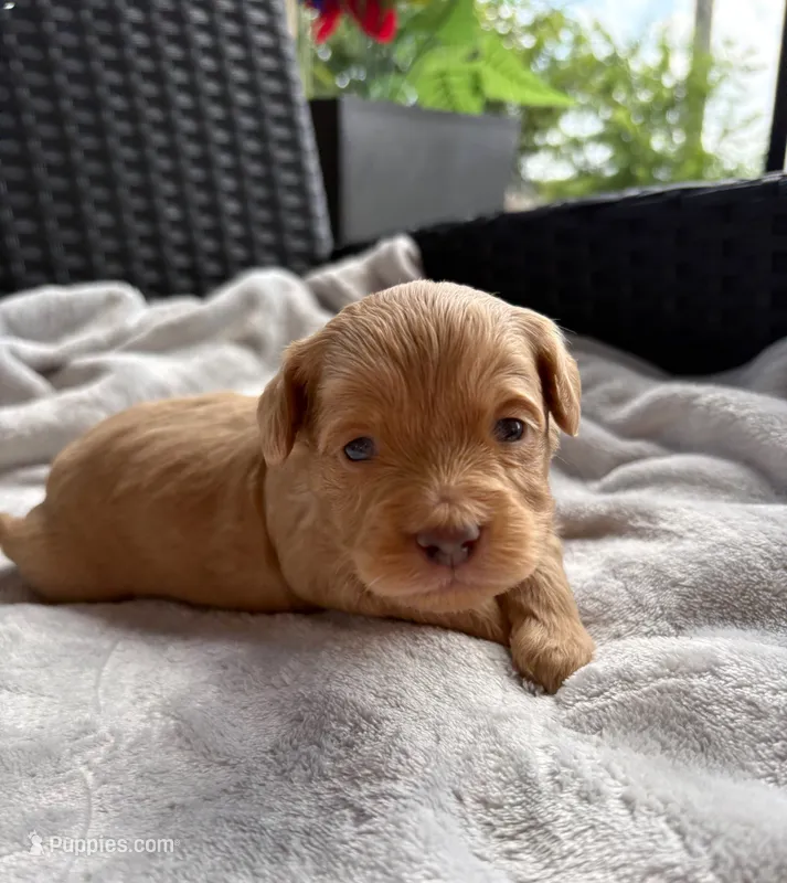 Ollie  – Miniature Aussiedoodle puppy for sale in Horseshoe Bay, TX
