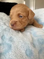 Ollie , a male Miniature Aussiedoodle for sale in Horseshoe Bay, TX – 4 of 7
