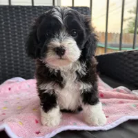 Lady, a female Miniature Aussiedoodle for sale in Horseshoe Bay, TX – 5 of 7