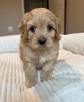 processed/3f192e51-9fcd-45b5-84da-fa2ad04a1af5/listing/7a7387f8-b345-4a8b-b1f0-16e89a3ffe5c/1d9b0903-3508-4cbe-8af5-8d5d2190eff9