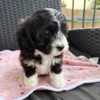 Lady, a female Miniature Aussiedoodle for sale in Horseshoe Bay, TX – 6 of 7