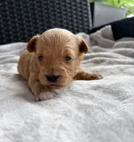 Lucy, a female Miniature Aussiedoodle for sale in Horseshoe Bay, TX – 2 of 7