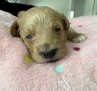 Lucy, a female Miniature Aussiedoodle for sale in Horseshoe Bay, TX – 6 of 7