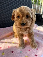 Lucy , a female Miniature Aussiedoodle for sale in Horseshoe Bay, TX – 3 of 5