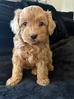 Ollie, a male Miniature Aussiedoodle for sale in Horseshoe Bay, TX – 5 of 6