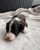 Lady, a female Miniature Aussiedoodle for sale in Horseshoe Bay, TX – 4 of 6