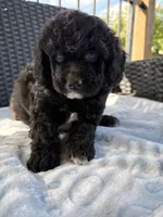 Wemby , a male Miniature Aussiedoodle for sale in Horseshoe Bay, TX – 2 of 7