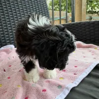 Lady, a female Miniature Aussiedoodle for sale in Horseshoe Bay, TX – 7 of 7