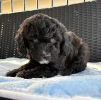 Wemby , a male Miniature Aussiedoodle for sale in Horseshoe Bay, TX – 6 of 7
