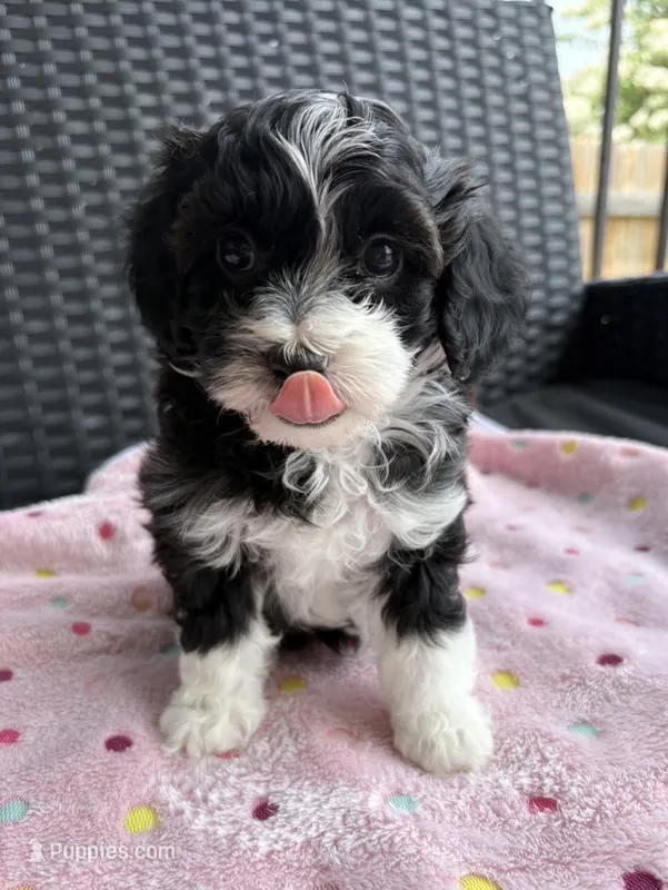 Lady – Miniature Aussiedoodle puppy on hold in Horseshoe Bay, TX