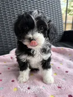 Lady, a female Miniature Aussiedoodle for sale in Horseshoe Bay, TX – 1 of 7