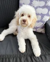 Champ, a male Cockapoo for sale in Horseshoe Bay, TX – 1 of 4