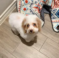 Ellie, a female Cockapoo for sale in Horseshoe Bay, TX – Photo 8 of 9