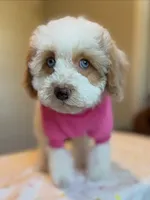 Ellie, a female Cockapoo for sale in Horseshoe Bay, TX – Photo 2 of 9