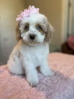 Ellie, a female Cockapoo for sale in Horseshoe Bay, TX – Photo 5 of 9