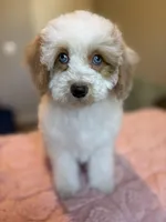 Ellie, a female Cockapoo for sale in Horseshoe Bay, TX – Photo 3 of 9