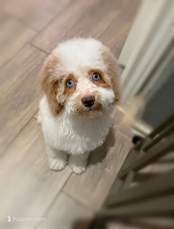 Ellie, a female Cockapoo for sale in Horseshoe Bay, TX – Photo 1 of 9