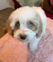 Ellie, a female Cockapoo for sale in Horseshoe Bay, TX – Photo 7 of 9