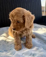 Ollie, a male Miniature Aussiedoodle for sale in Horseshoe Bay, TX – 3 of 6